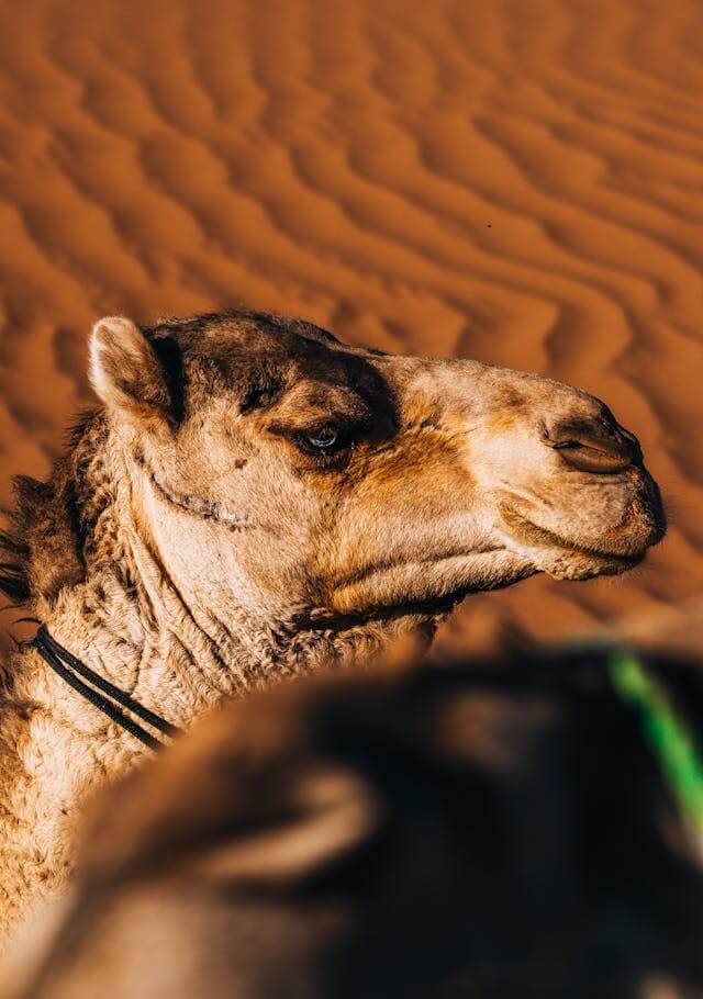 pexels-stijn-dijkstra-1306815-30710171